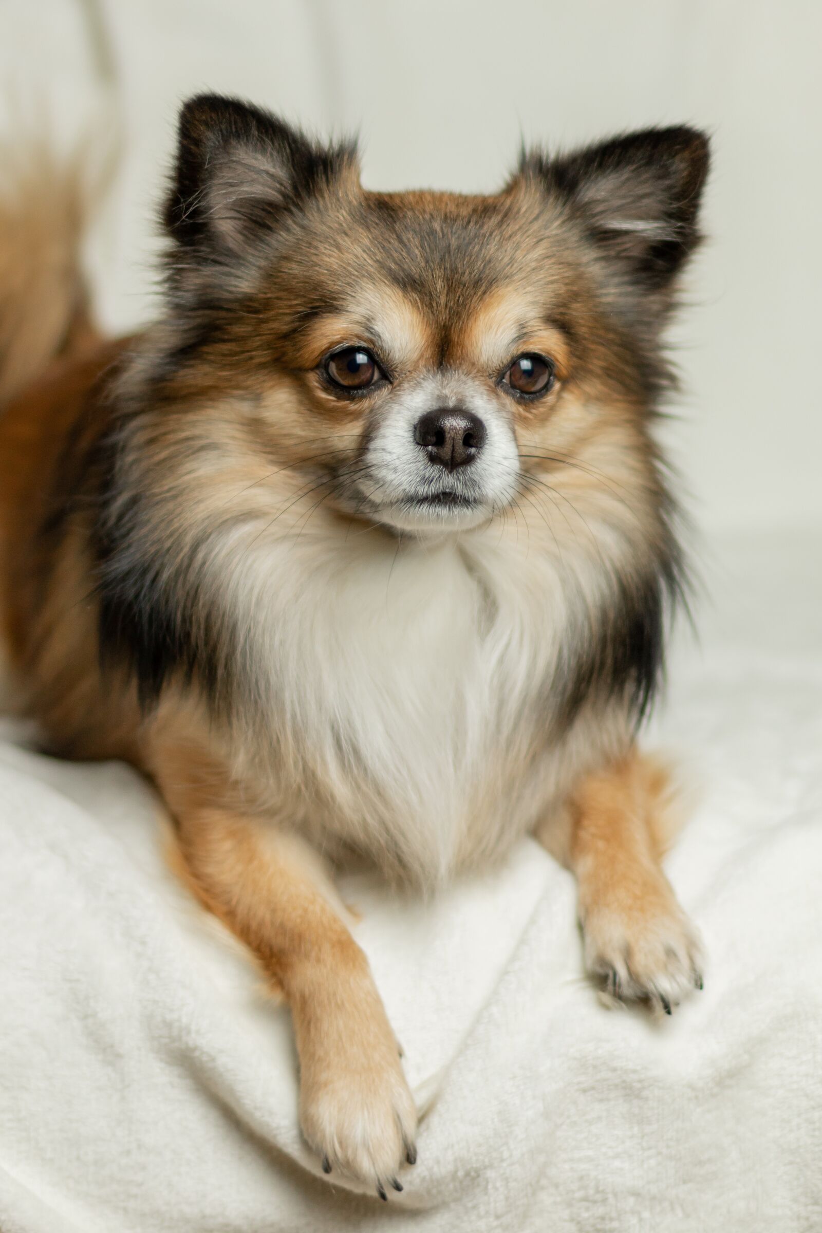 Canon EOS 70D + Canon EF 50mm F1.4 USM sample photo. Chihuahua, dog, cute photography