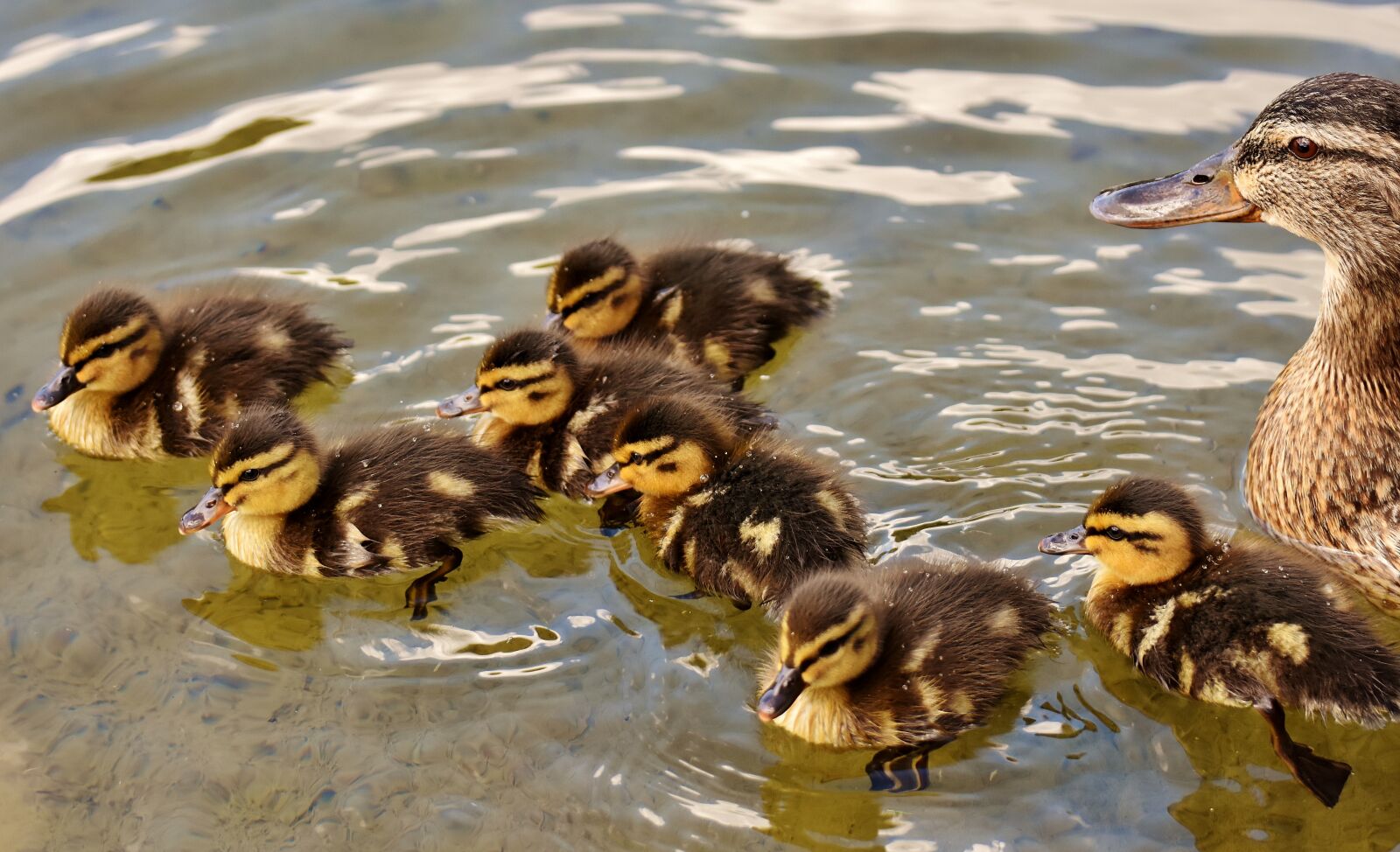Nikon D7200 sample photo. Mallard, chicks, baby photography