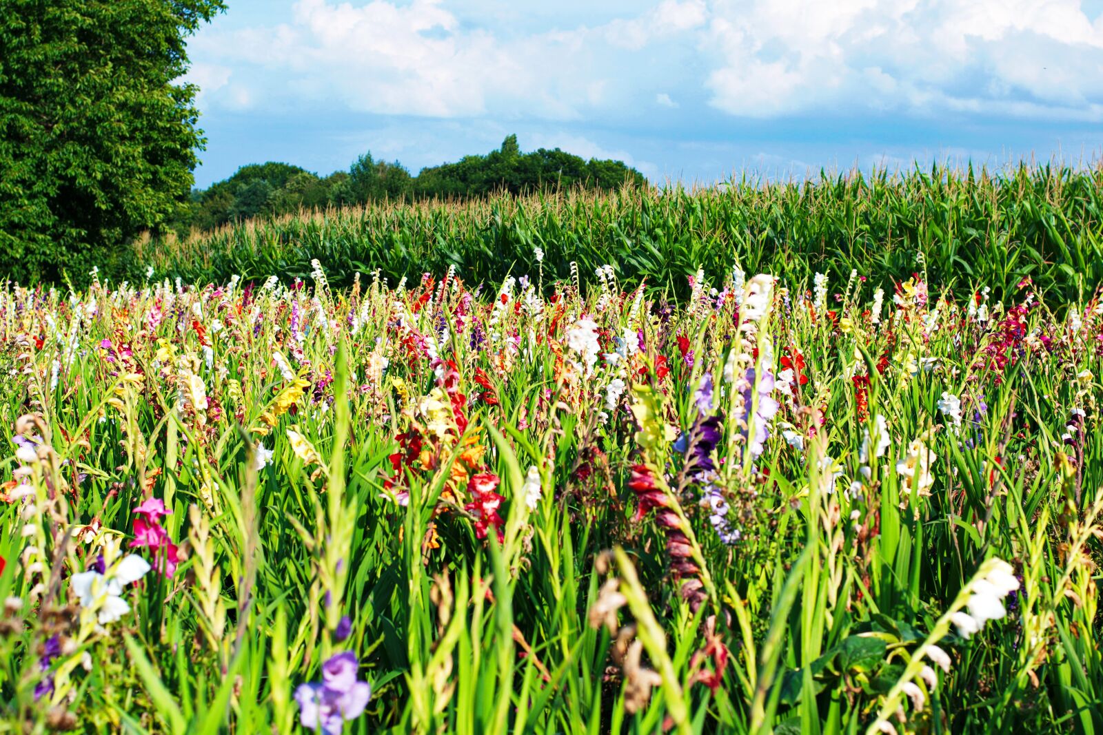 Nikon D5300 sample photo. Gladiolus, flowers, field of photography