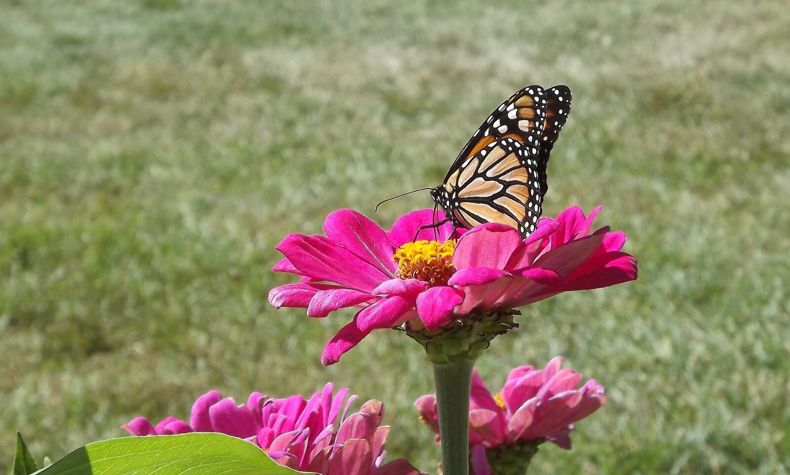 Fujifilm FinePix S3400 sample photo. Flower, zinnia, monarch butterfly photography