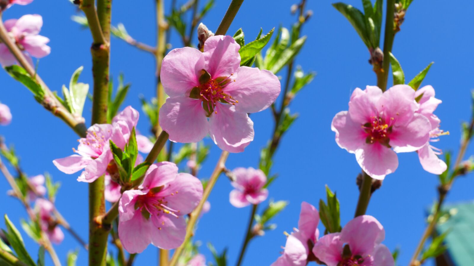 Panasonic Lumix DMC-FZ1000 sample photo. Flowers, peach, nature photography