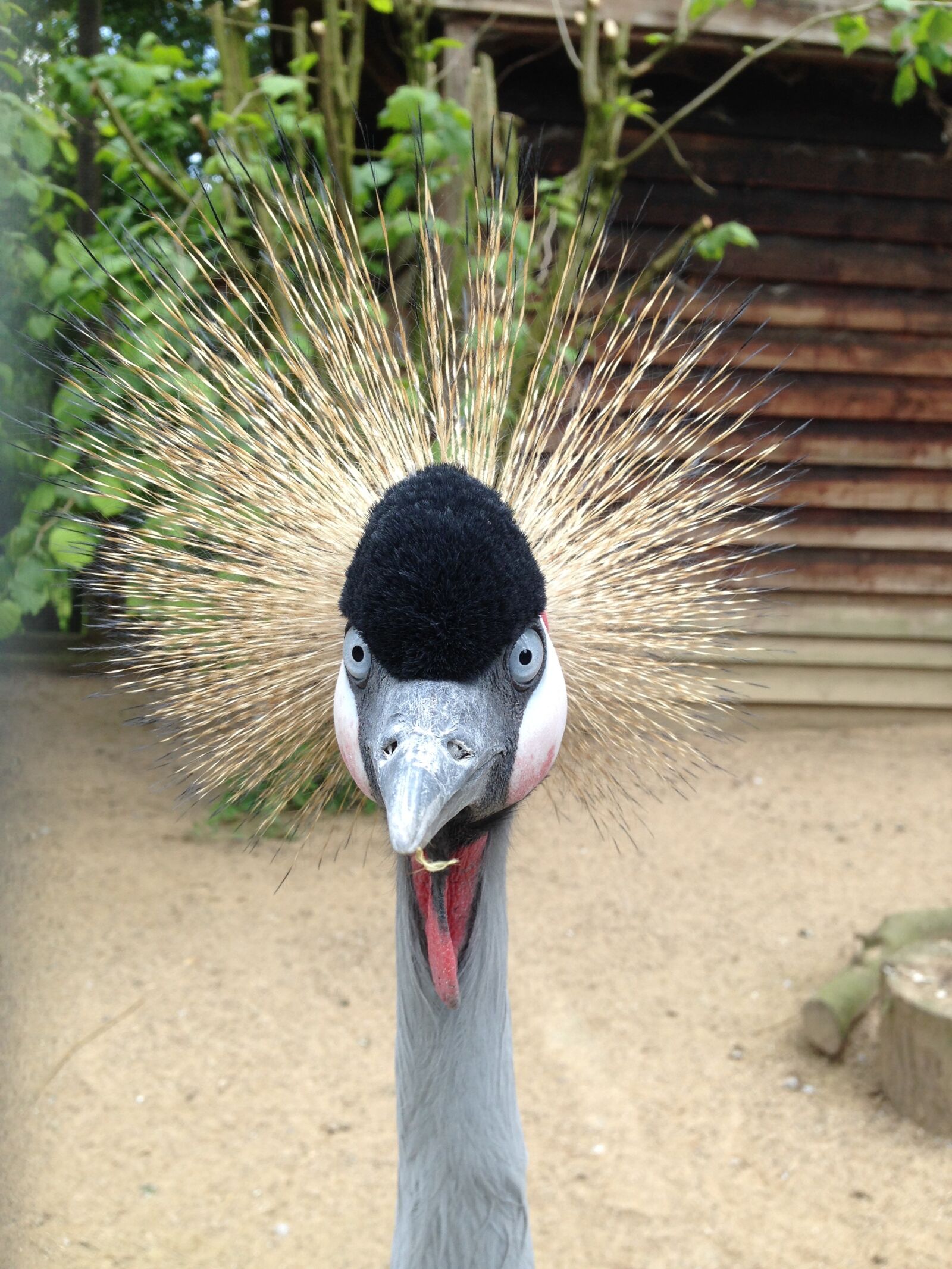 iPhone 5 back camera 4.12mm f/2.4 sample photo. Bird, zoo, animal photography