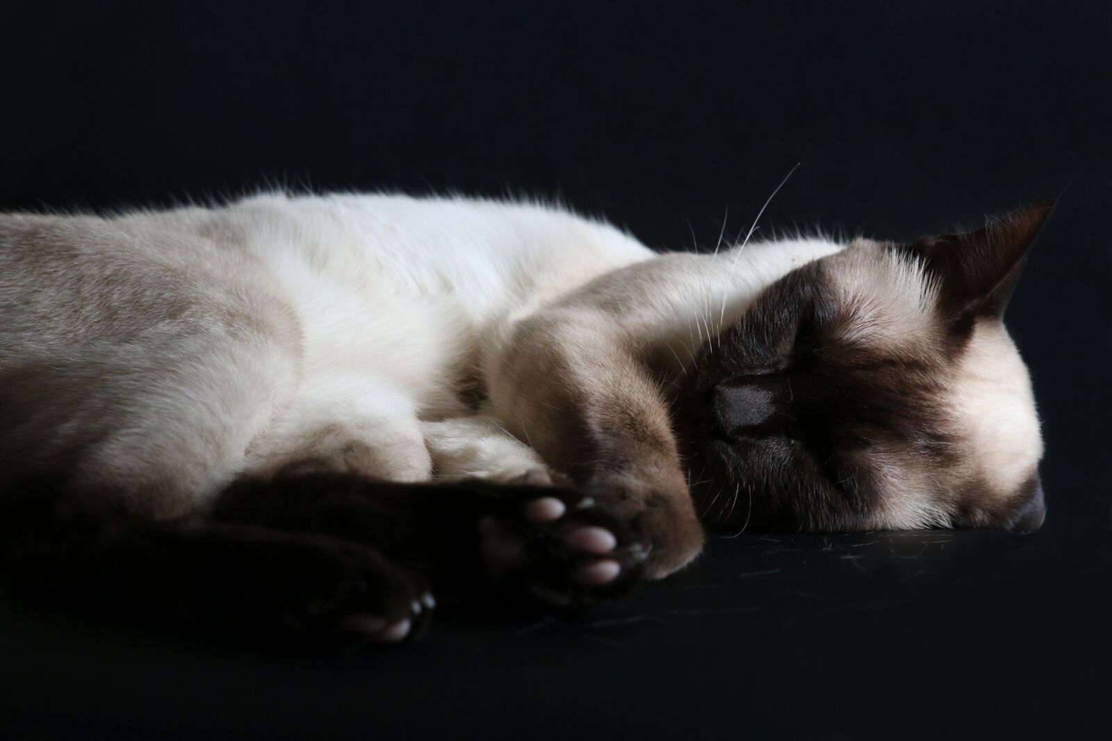 Canon EOS 70D sample photo. Mammal, cute, cat photography