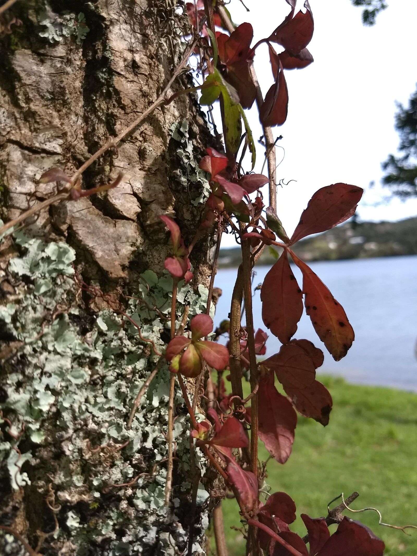 Motorola Moto G (5) Plus sample photo. Tree, nature, autumn photography