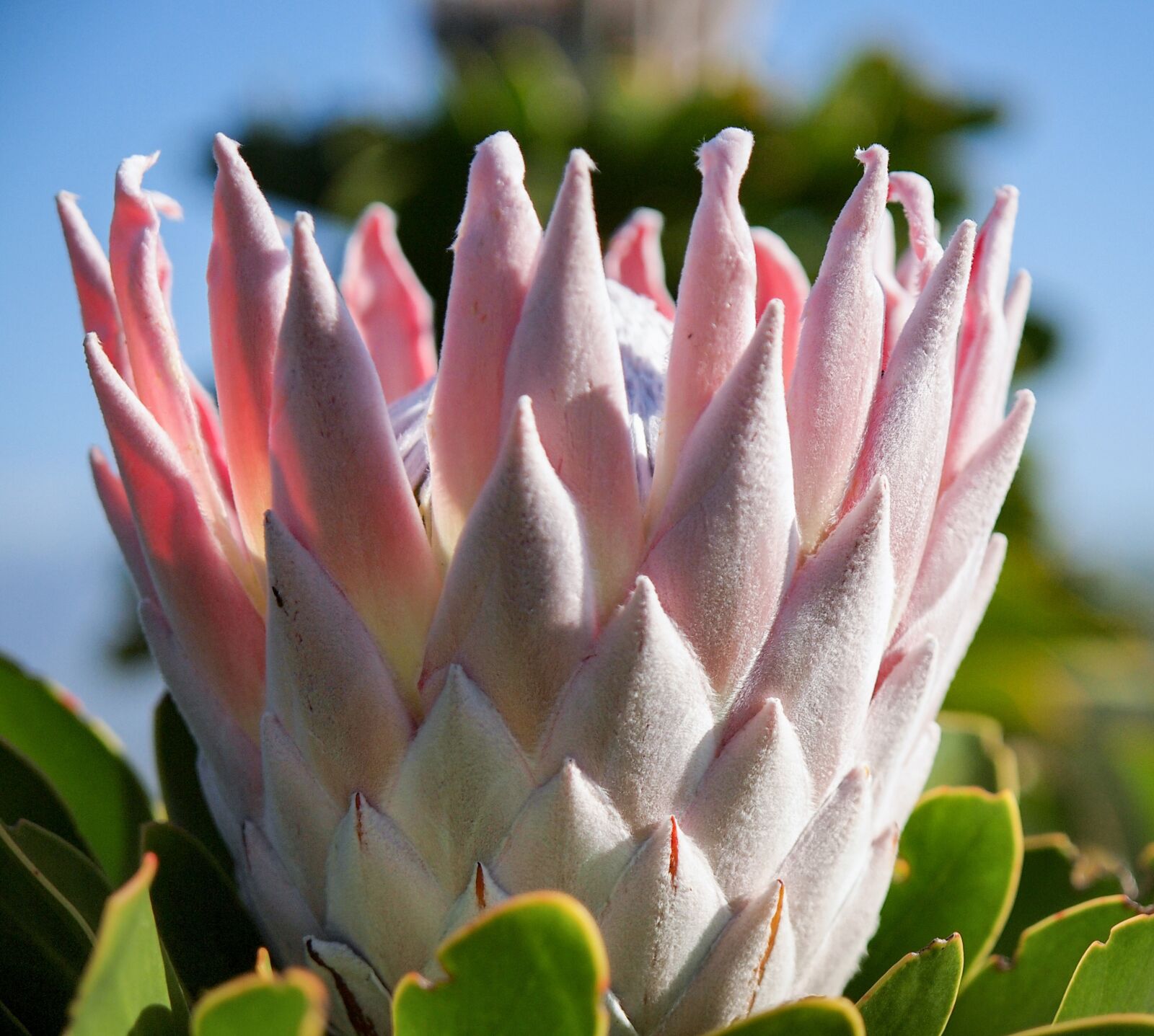 Olympus E-5 + OLYMPUS 14-54mm Lens sample photo. Protea, flower, south africa photography