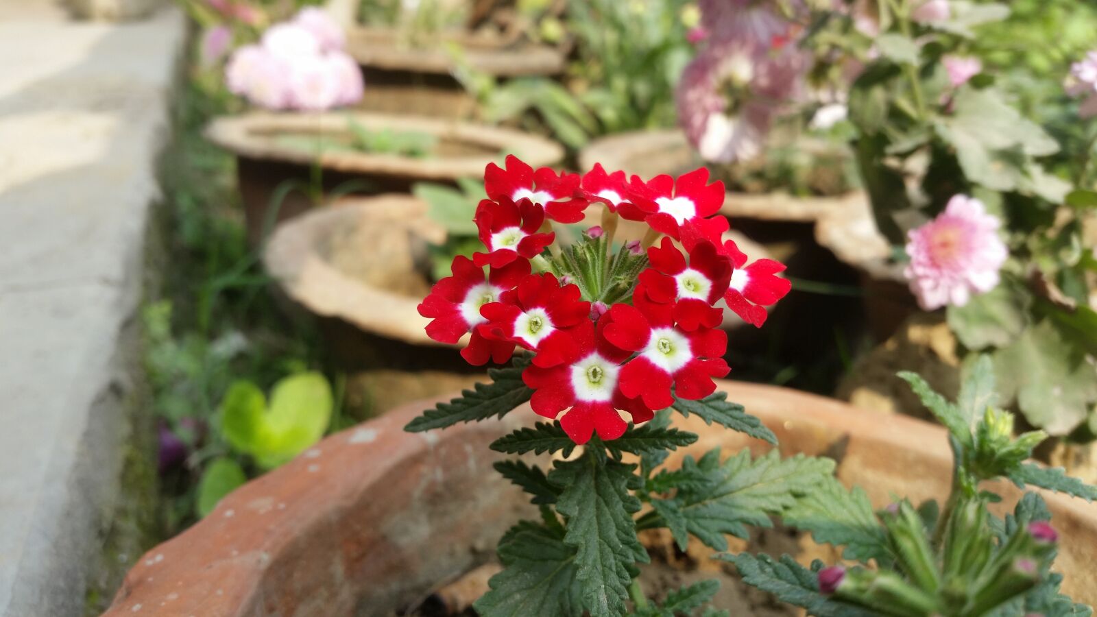 Samsung Galaxy S5 sample photo. Flower, flora, nature photography
