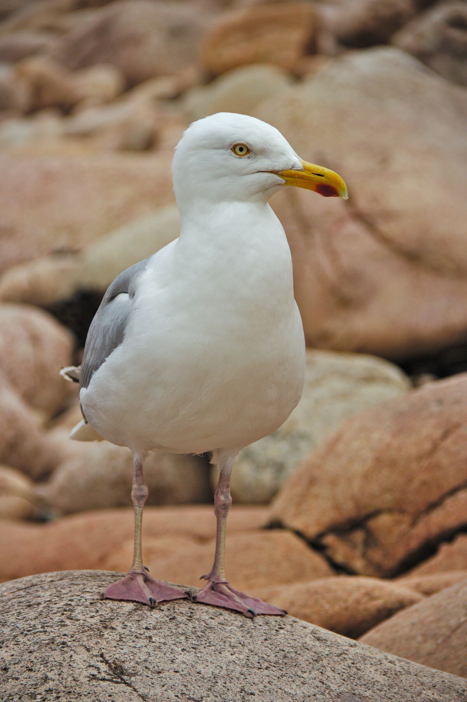Canon EOS 600D (Rebel EOS T3i / EOS Kiss X5) sample photo. Bird, seagull, sea photography