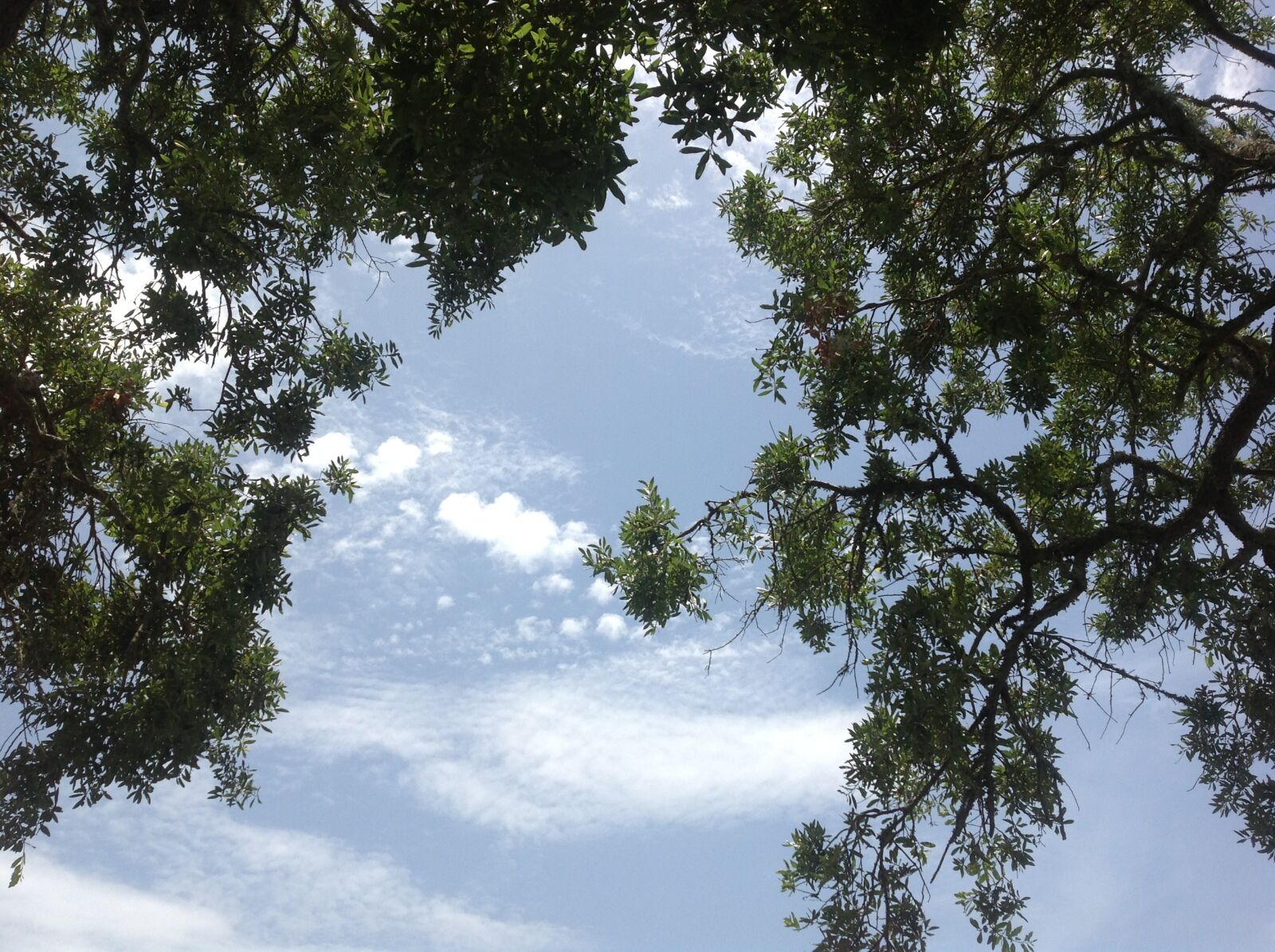 Apple iPad sample photo. Tree, branches, sky photography
