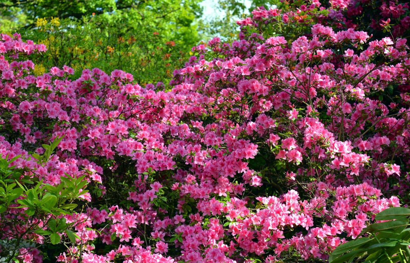 Nikon D3200 sample photo. Azalea, rhododendron, flowers photography