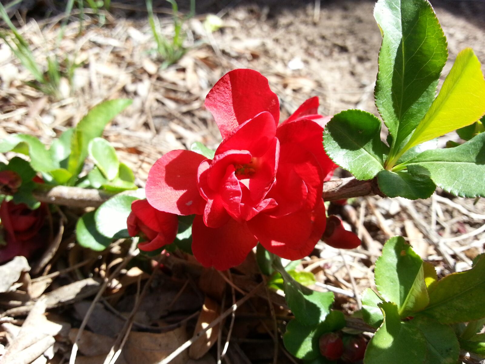 Samsung Galaxy S3 sample photo. Red, bloom, flower photography