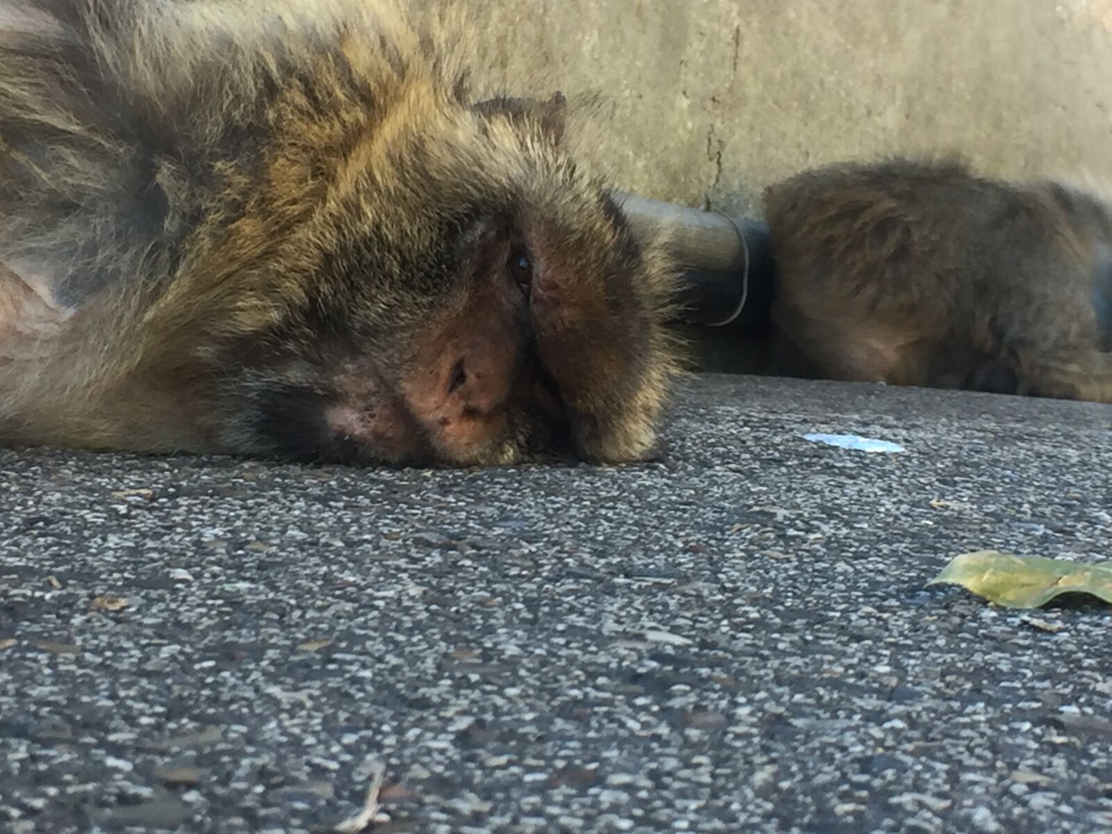 iPhone 6 Plus back camera 4.15mm f/2.2 sample photo. Gibraltar, monkey photography