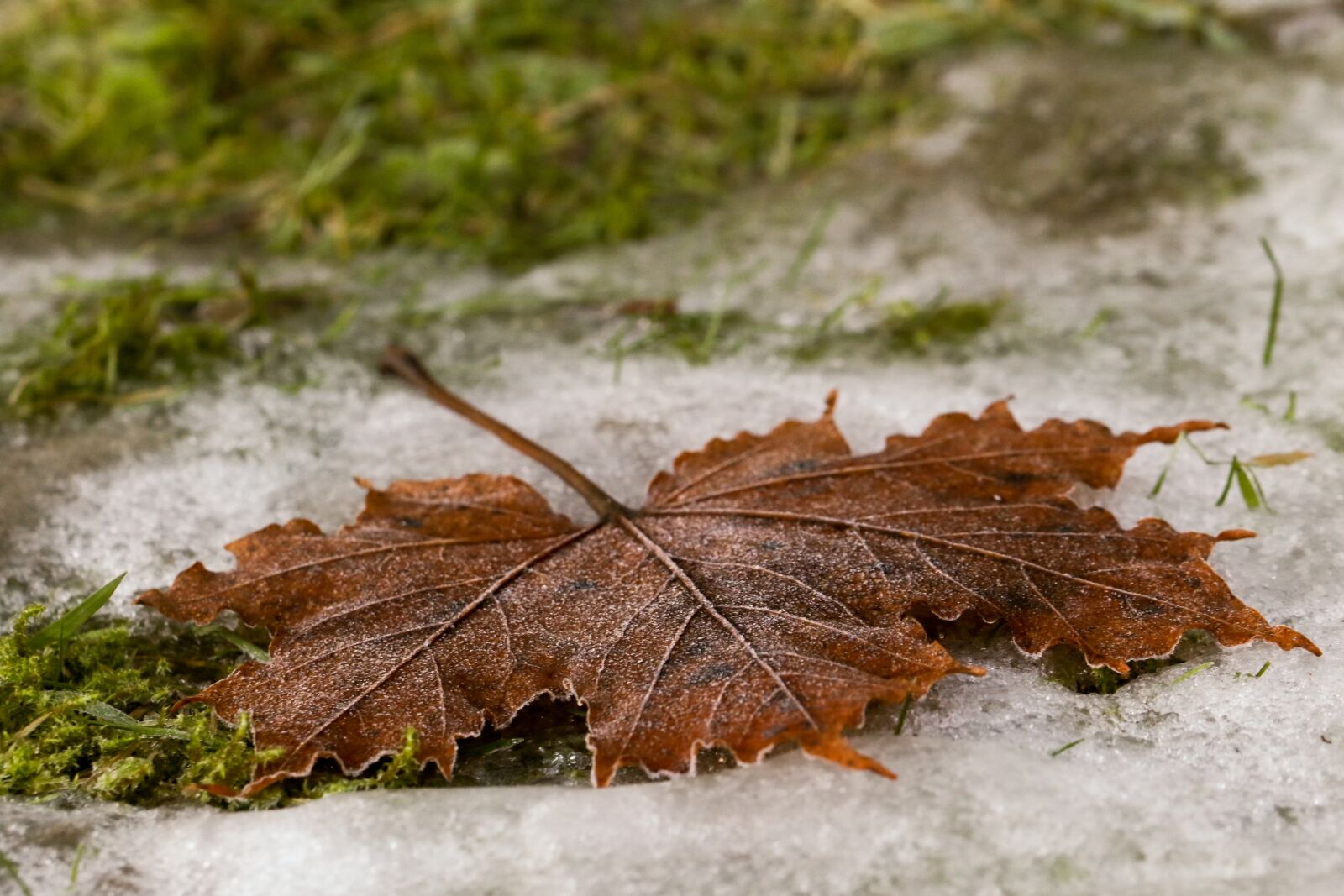 Canon EOS 7D Mark II sample photo. Leaf, autumn, fall photography