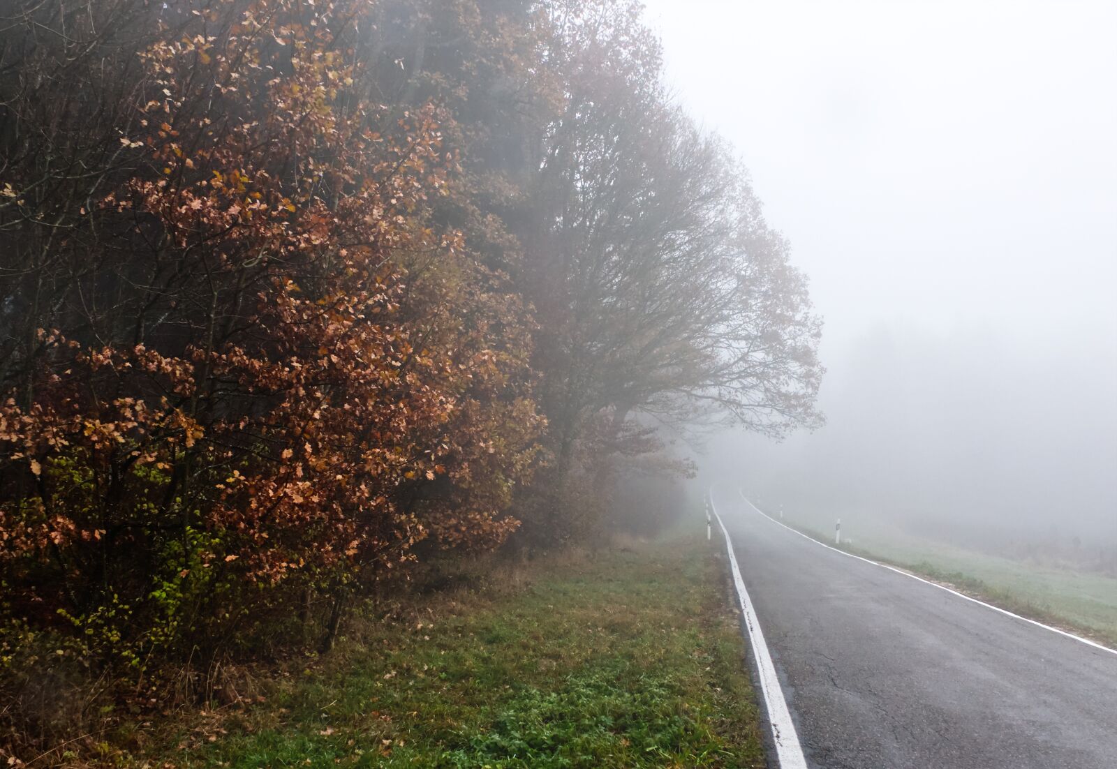 Sony Cyber-shot DSC-RX10 III sample photo. Forest, fog, trees photography