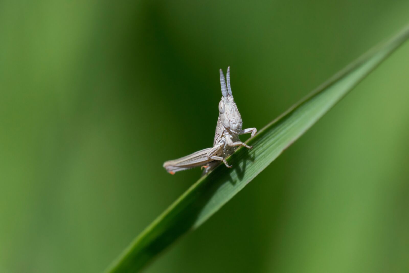 Nikon D3100 sample photo. Grass, grasshopper, insect photography