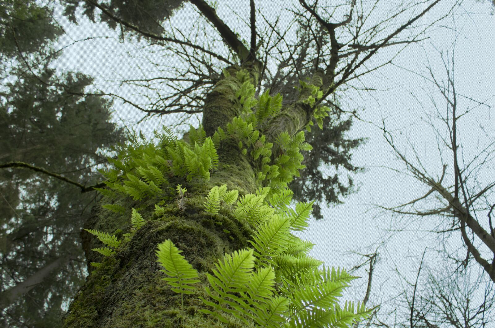 Canon EOS 1200D (EOS Rebel T5 / EOS Kiss X70 / EOS Hi) sample photo. Tree, ferns, nature photography