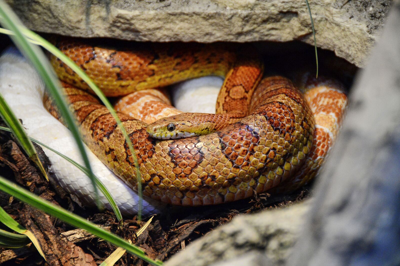 Nikon D3200 sample photo. Corn snake, pantherophis, guttatus photography