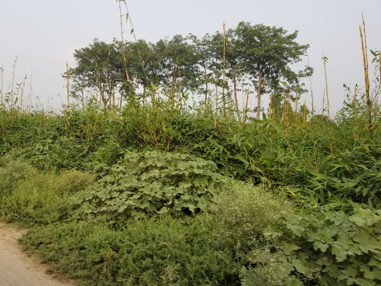 Samsung Galaxy S8+ sample photo. Nature, sugarcane, pakistan photography