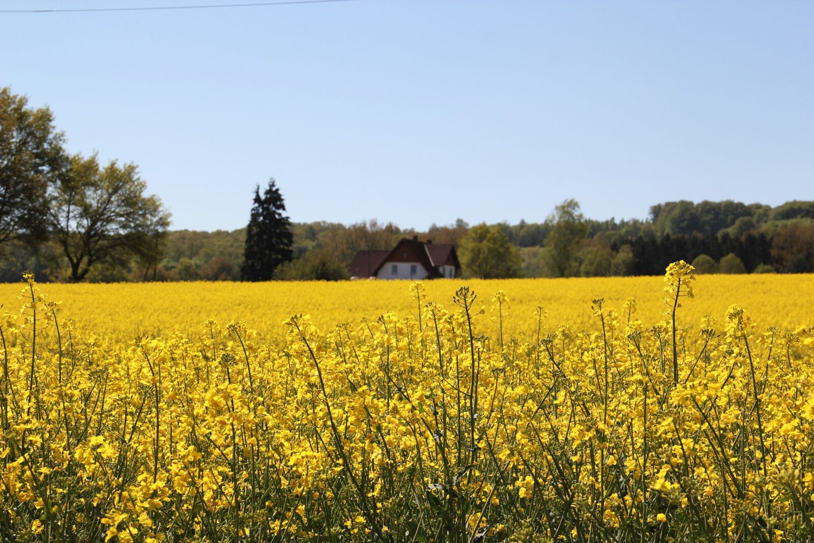 Canon EOS 550D (EOS Rebel T2i / EOS Kiss X4) sample photo. Field of rapeseeds, in photography