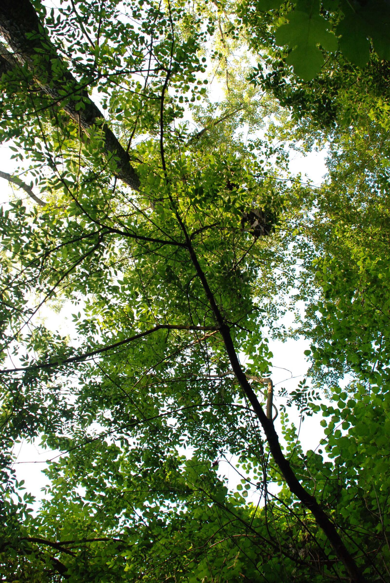 Nikon D80 sample photo. Tree, nature, leaves photography