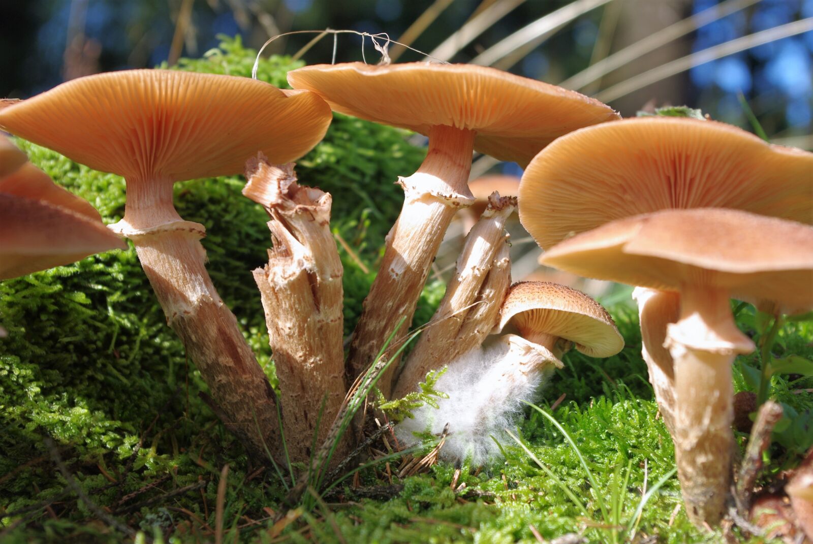 Pentax K-m (K2000) sample photo. Mushrooms, forest, collect photography