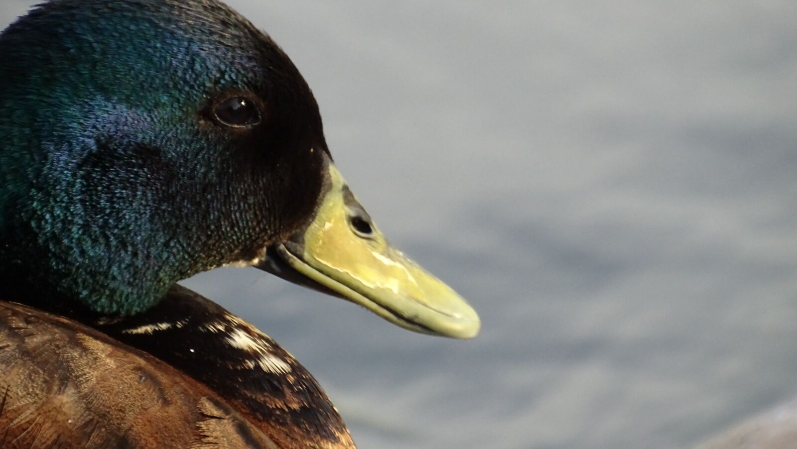 Sony Cyber-shot DSC-HX400V sample photo. Duck, animal, pond photography