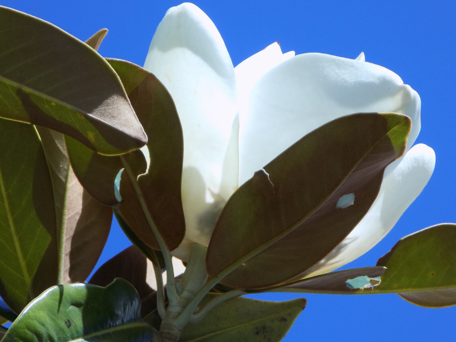Nikon COOLPIX L340 sample photo. White, flower, blossom photography