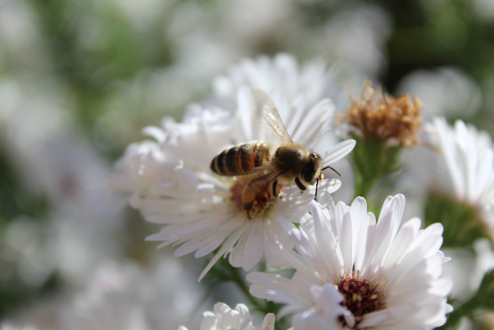 Canon EOS 1200D (EOS Rebel T5 / EOS Kiss X70 / EOS Hi) sample photo. Bee, insect, animal photography