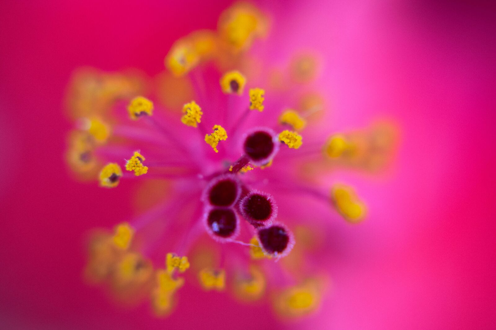Nikon D3300 sample photo. Background, macro, websites photography