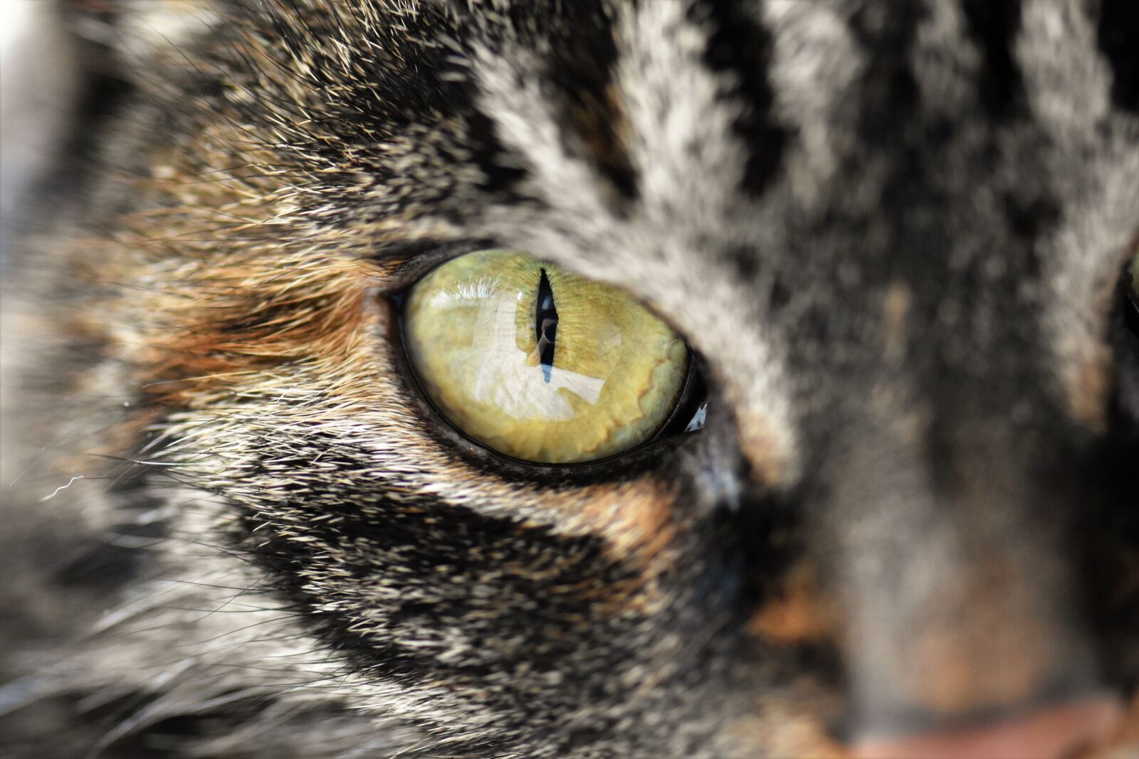 Nikon D5500 sample photo. Cat, animal, mackerel photography