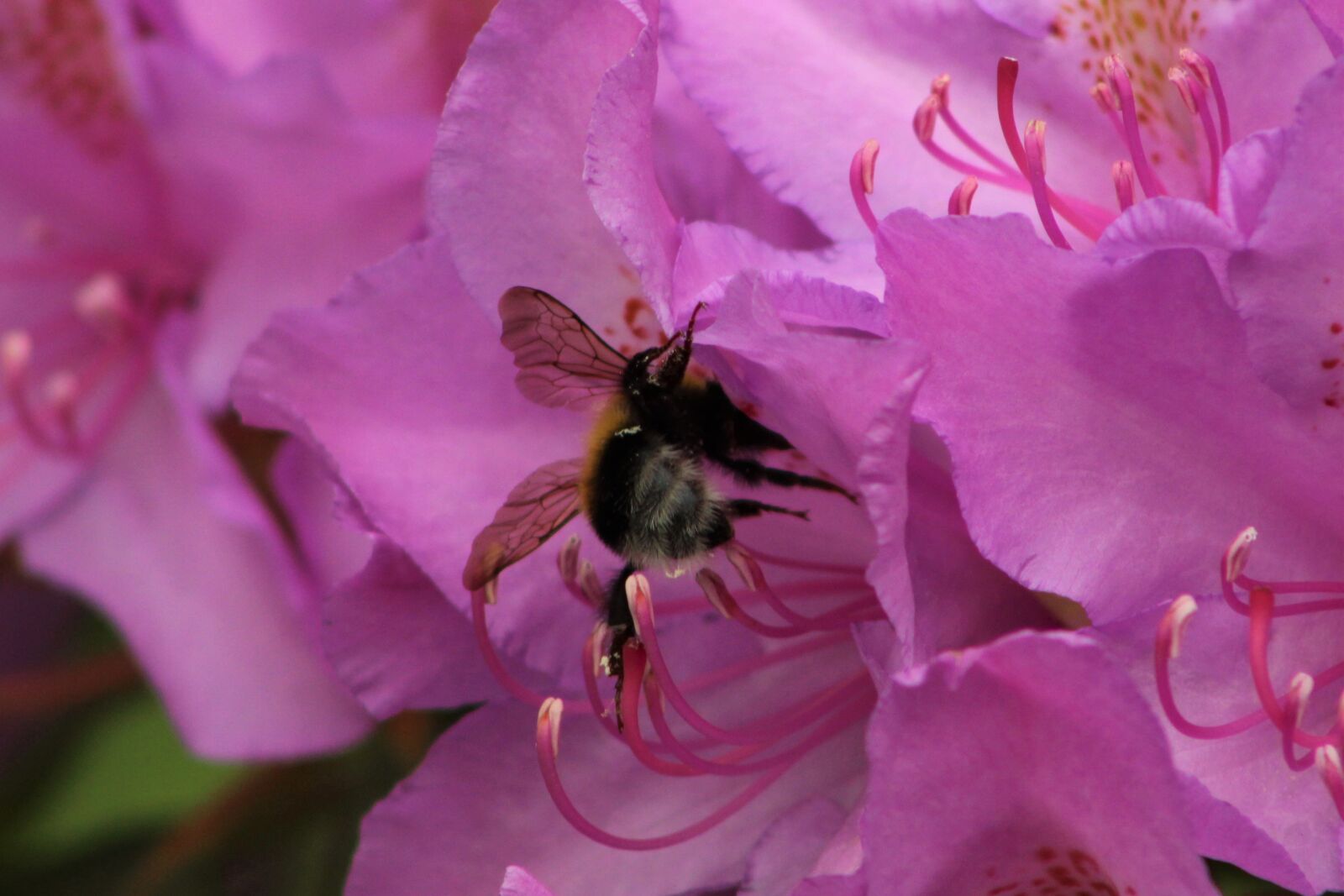 Canon EF75-300mm f/4-5.6 sample photo. Flower, bee, insect photography