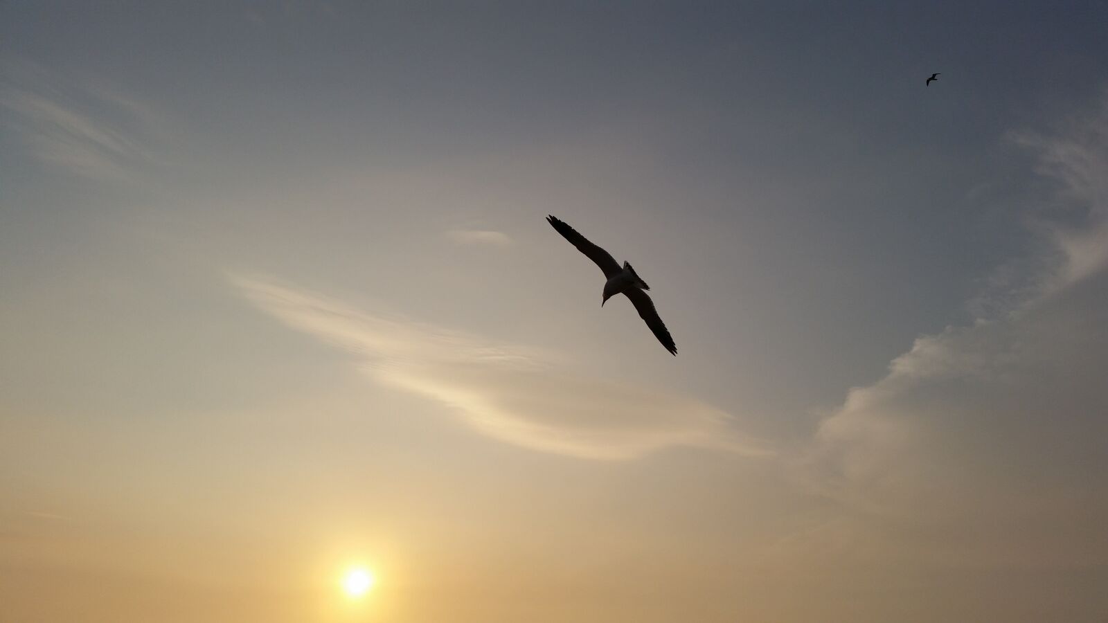 Samsung Galaxy S5 sample photo. Glow, seagull, sky photography