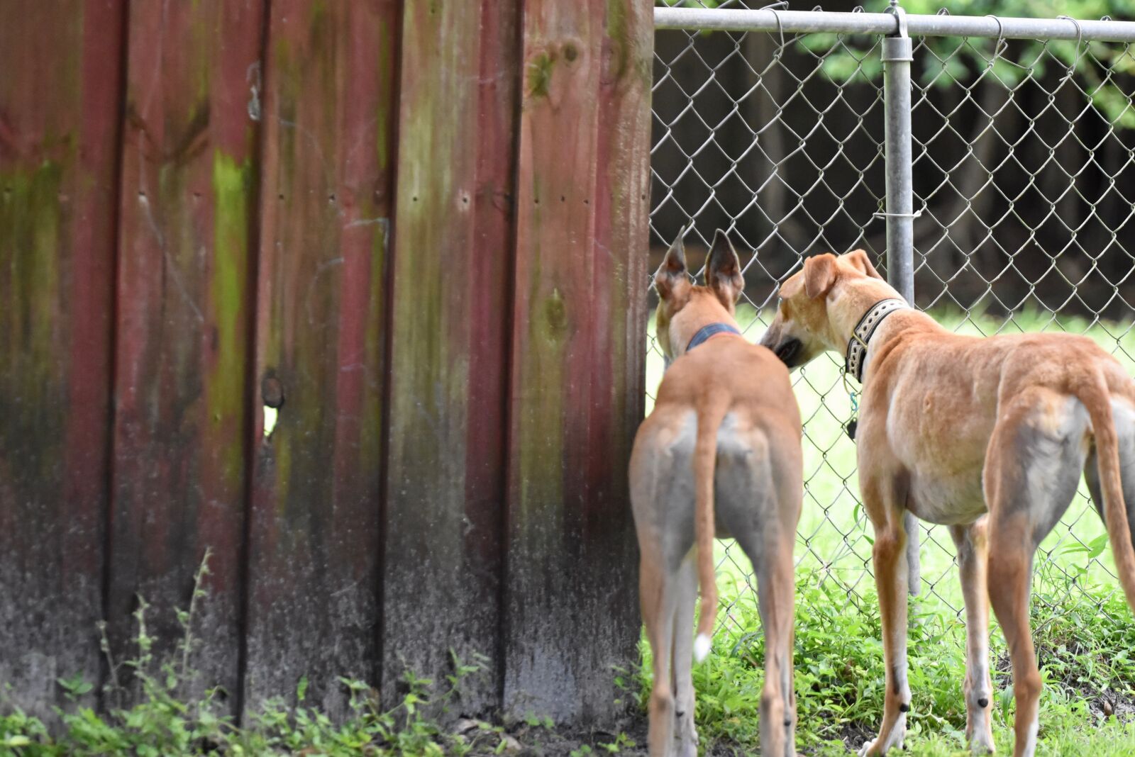 Nikon D5500 sample photo. Greyhound, retired racer, dog photography
