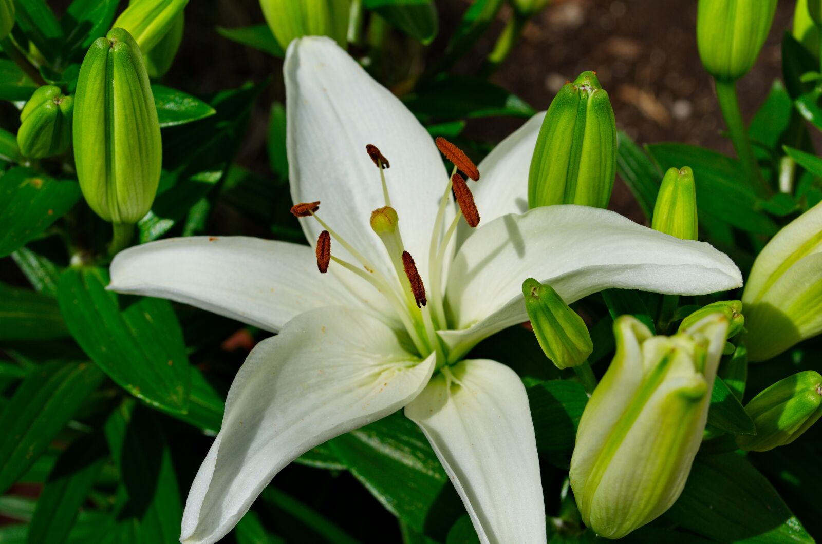 Nikon D5100 sample photo. Flower, lily, white photography