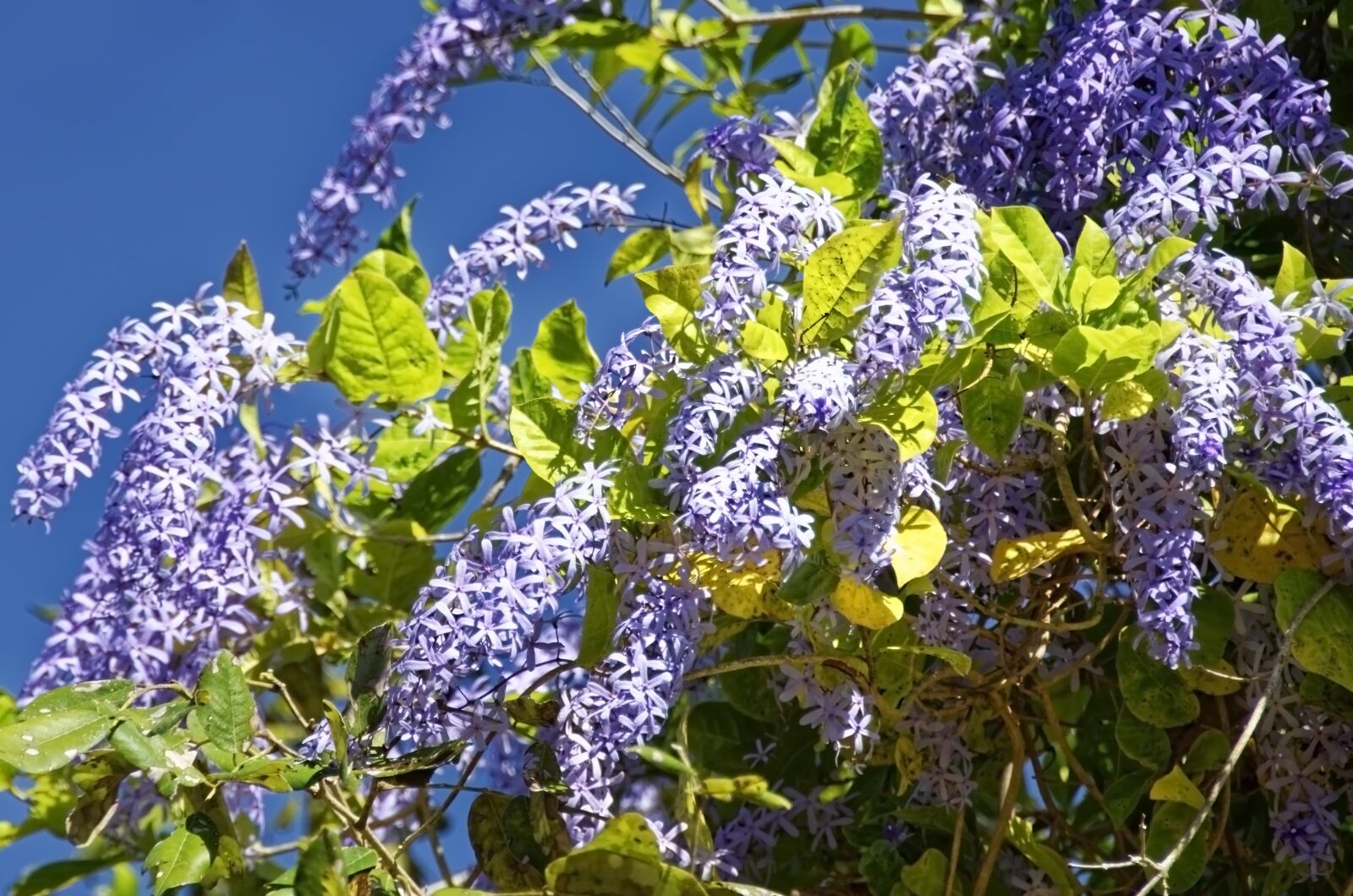 Nikon D7000 sample photo. Flower, blossom, bloom photography