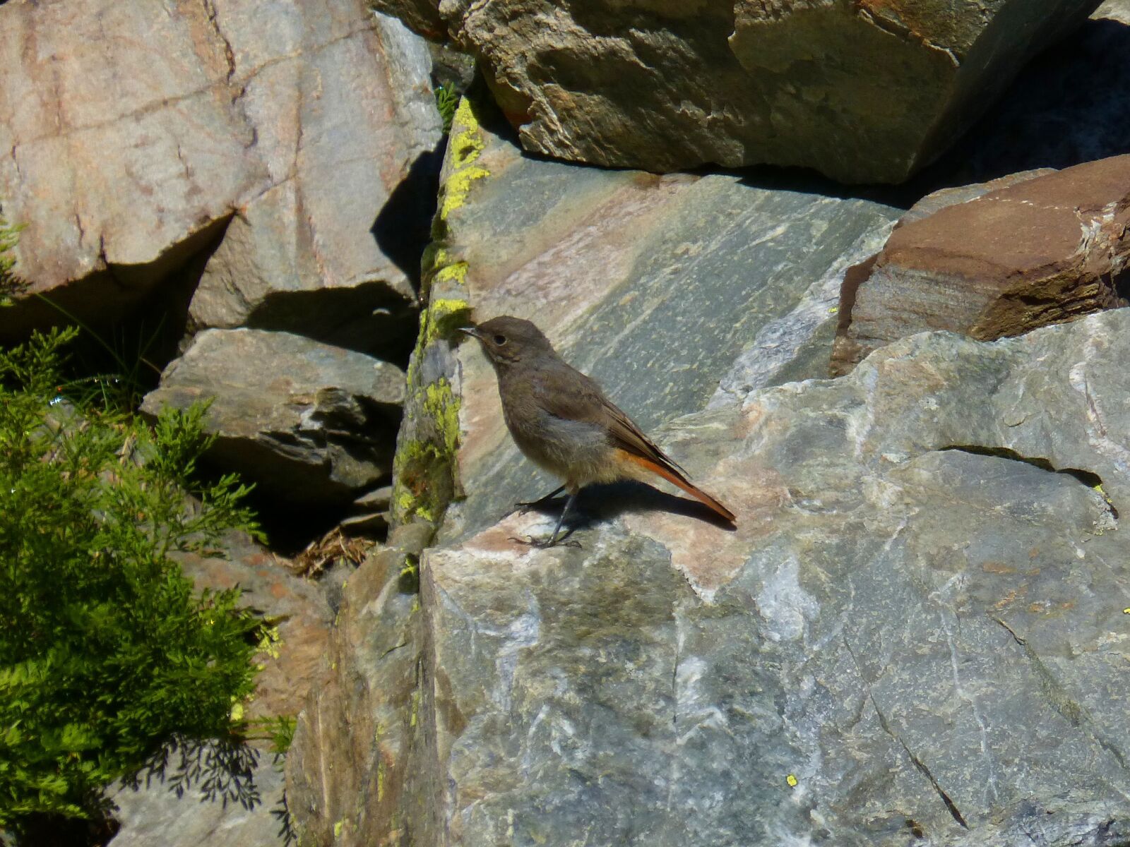 Panasonic DMC-FZ62 sample photo. Black redstart, smoked, bird photography