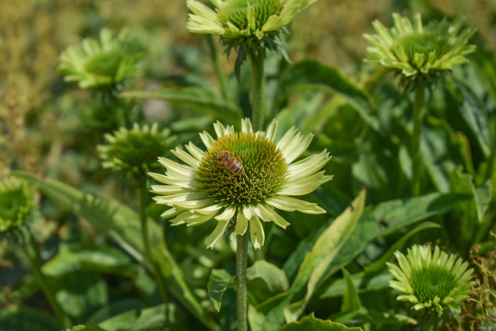 Nikon D3300 sample photo. Nature, flower, plant photography