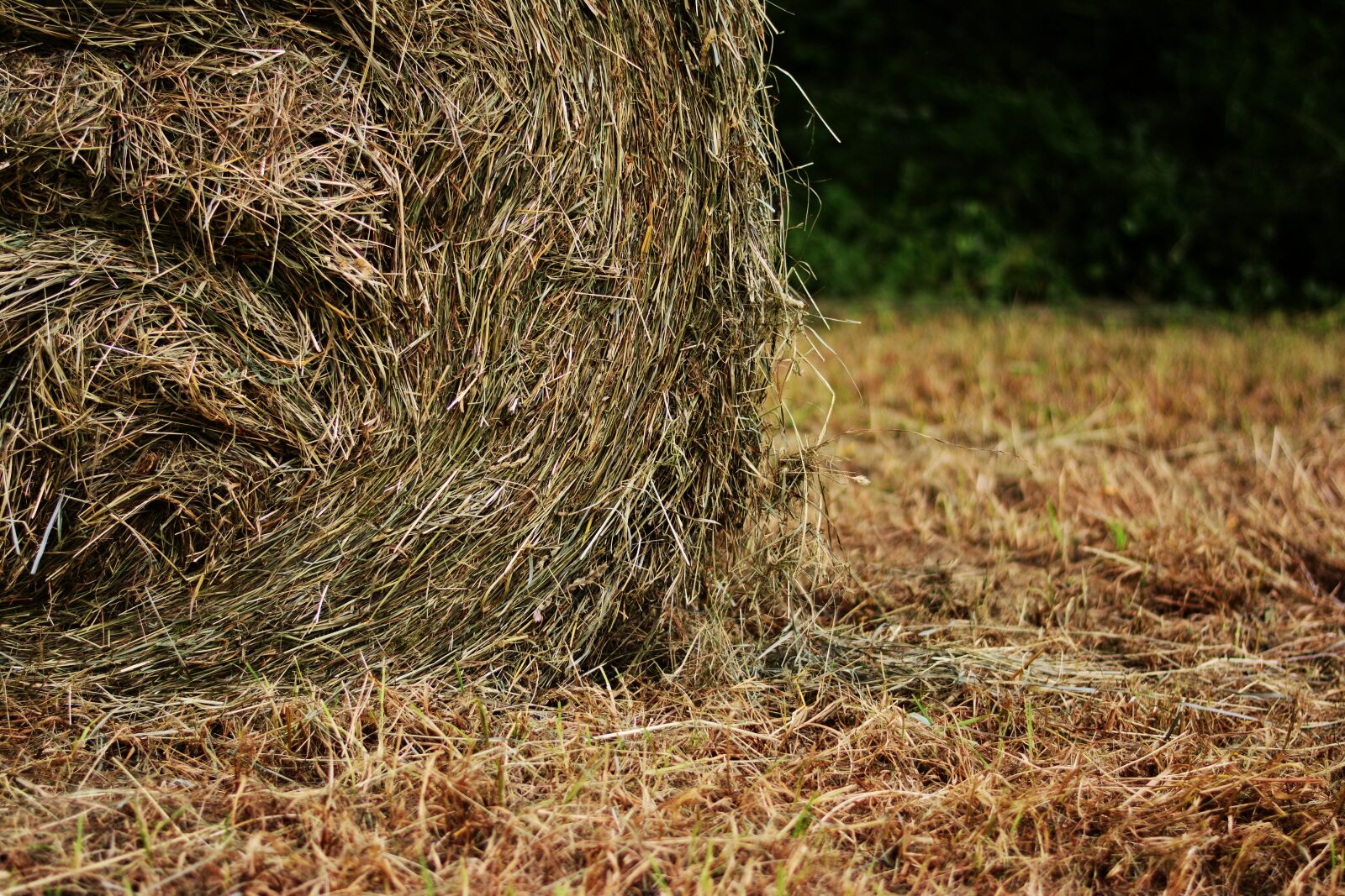 Nikon D5200 sample photo. Hay bales, hay, field photography