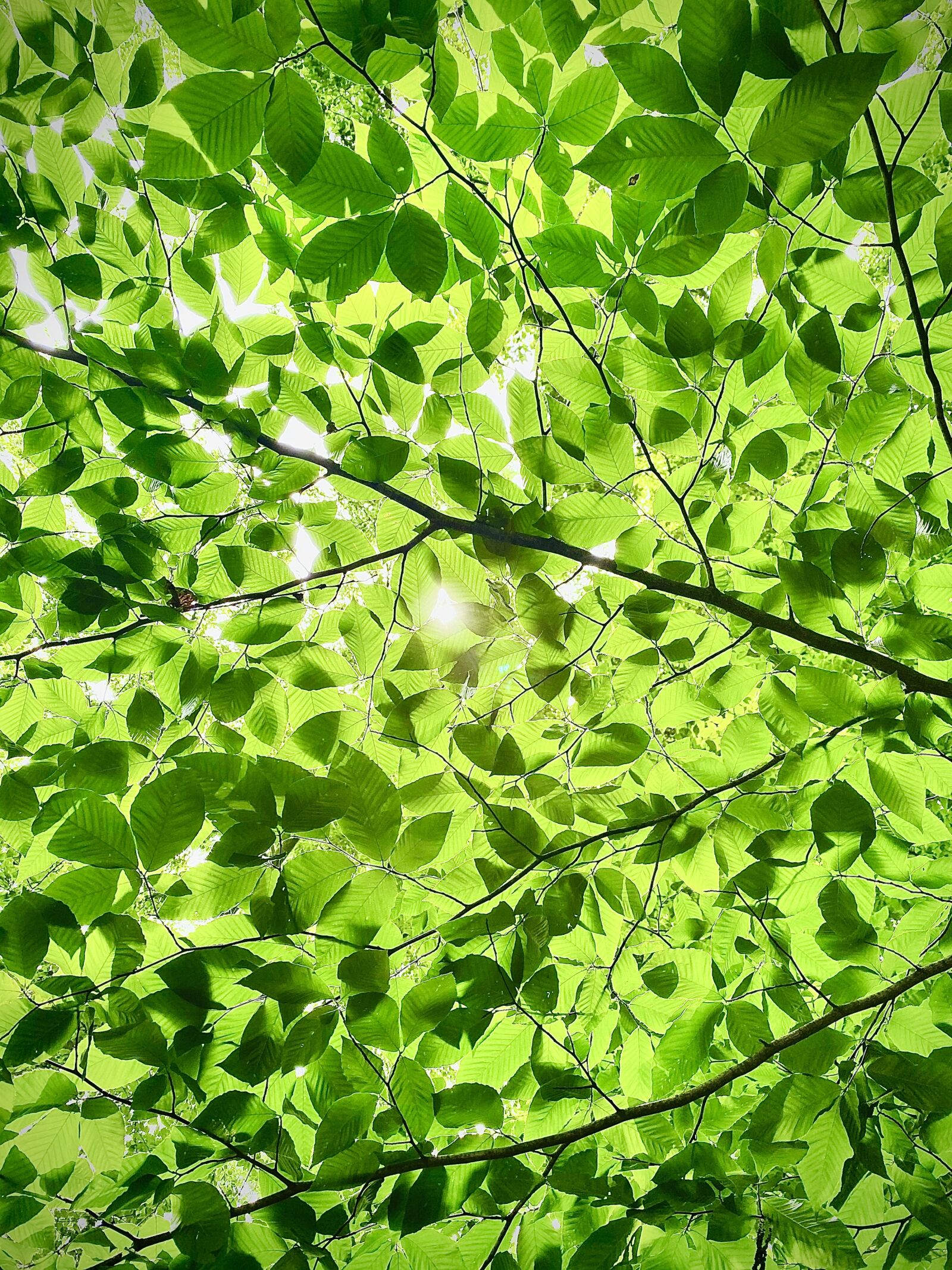 Apple iPhone 11 Pro Max sample photo