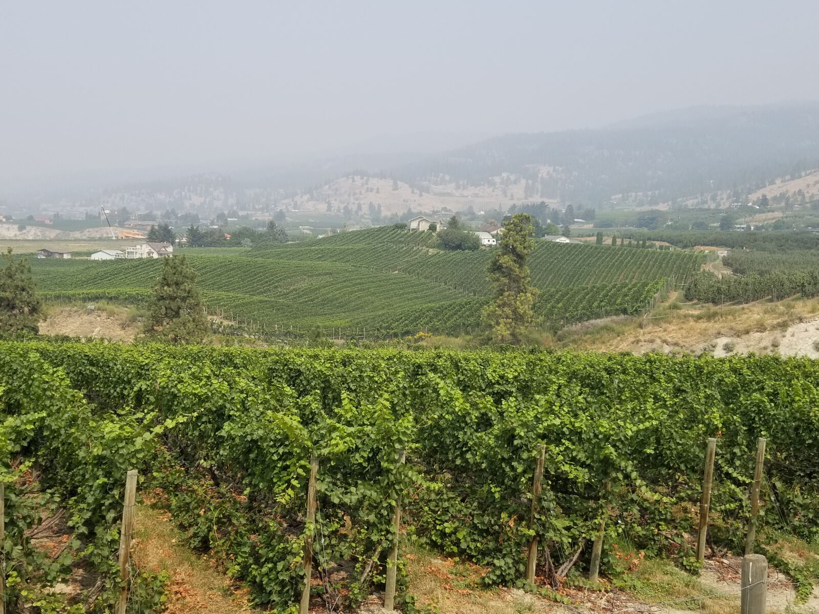 Samsung Galaxy S8+ sample photo. Penticton, canada, vineyard photography
