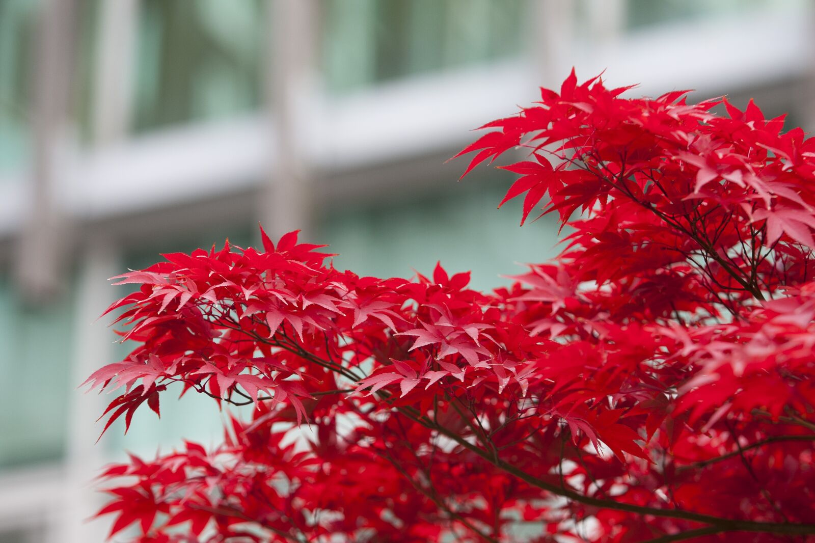 Canon EOS 5D sample photo. Autumn leaves, autumn, red photography