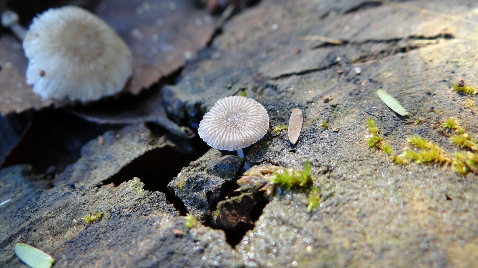 Sony DSC-HX200V sample photo. Mushroom, wabi-sabi, nature photography