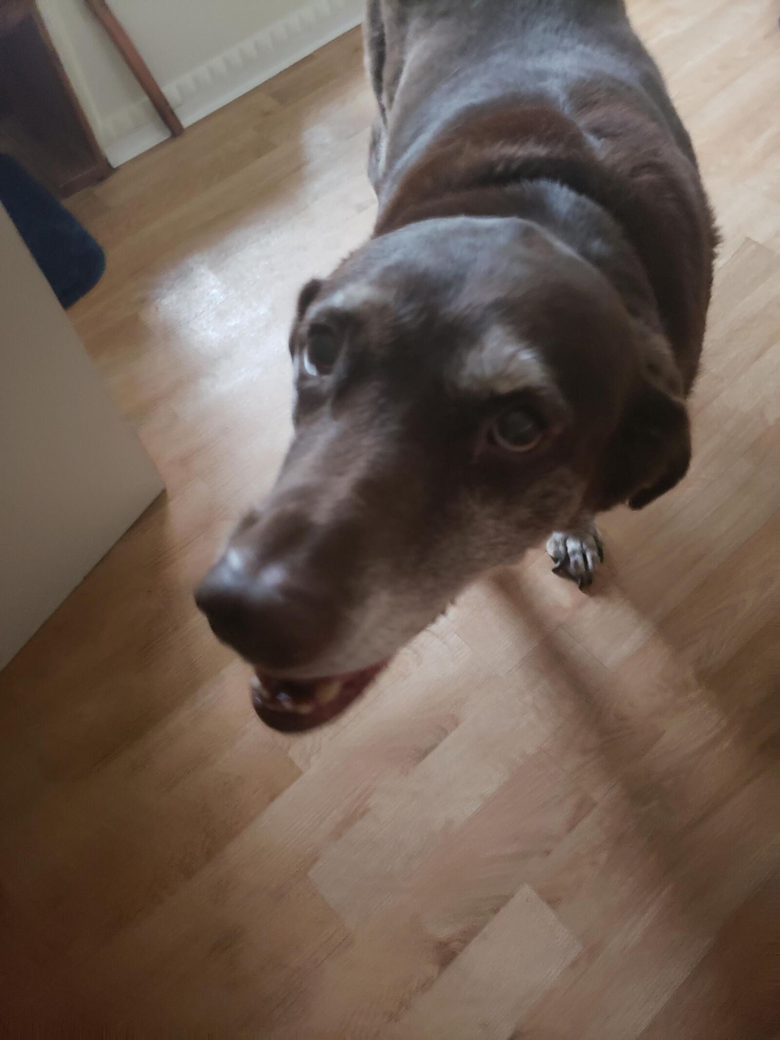 Samsung Galaxy Note9 sample photo. Dog, labrador, fur photography
