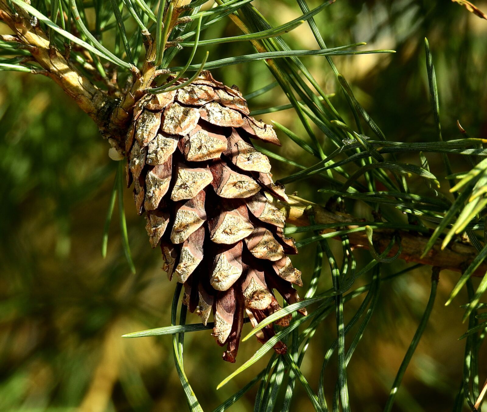 Nikon Coolpix P900 sample photo. Pine, tree, needle photography