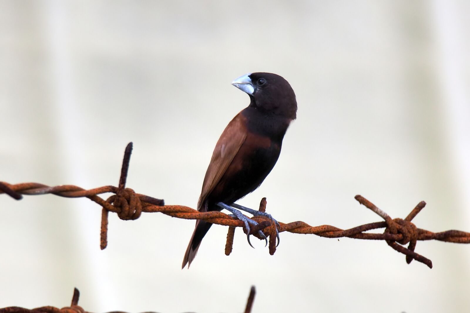Olympus OM-D E-M1 sample photo. Bird, wild, natural photography