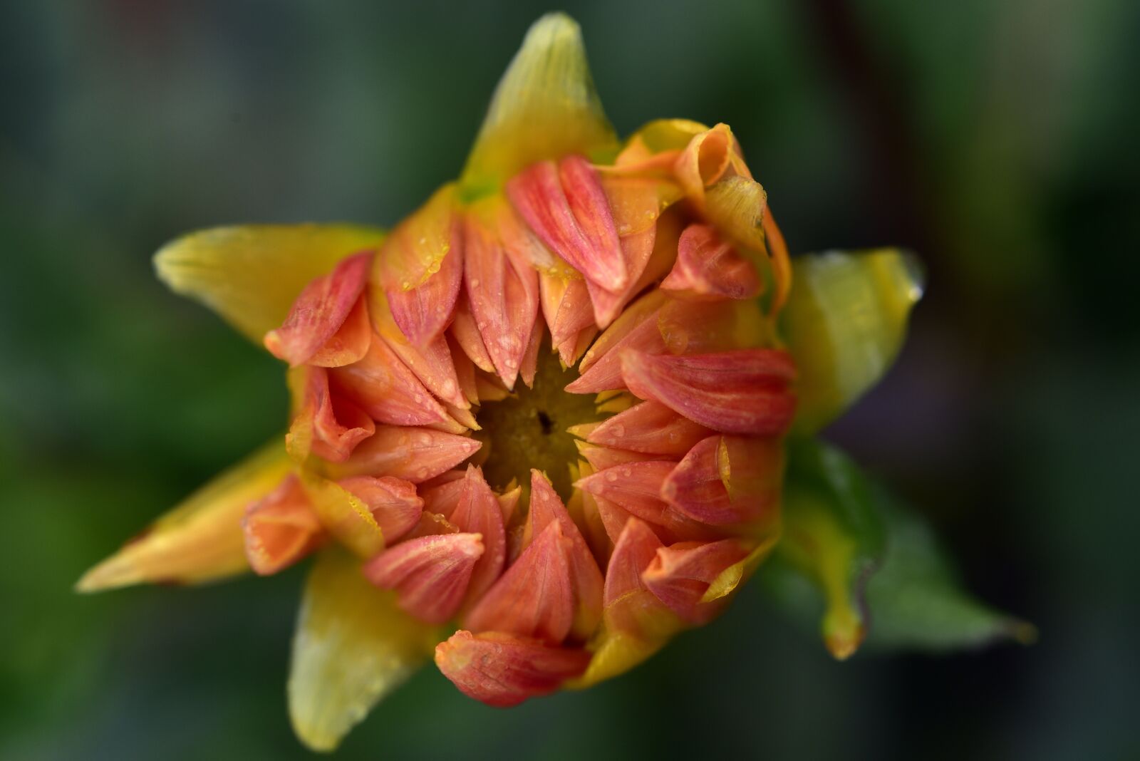 Nikon D750 sample photo. Dahlia, blossom, bloom photography