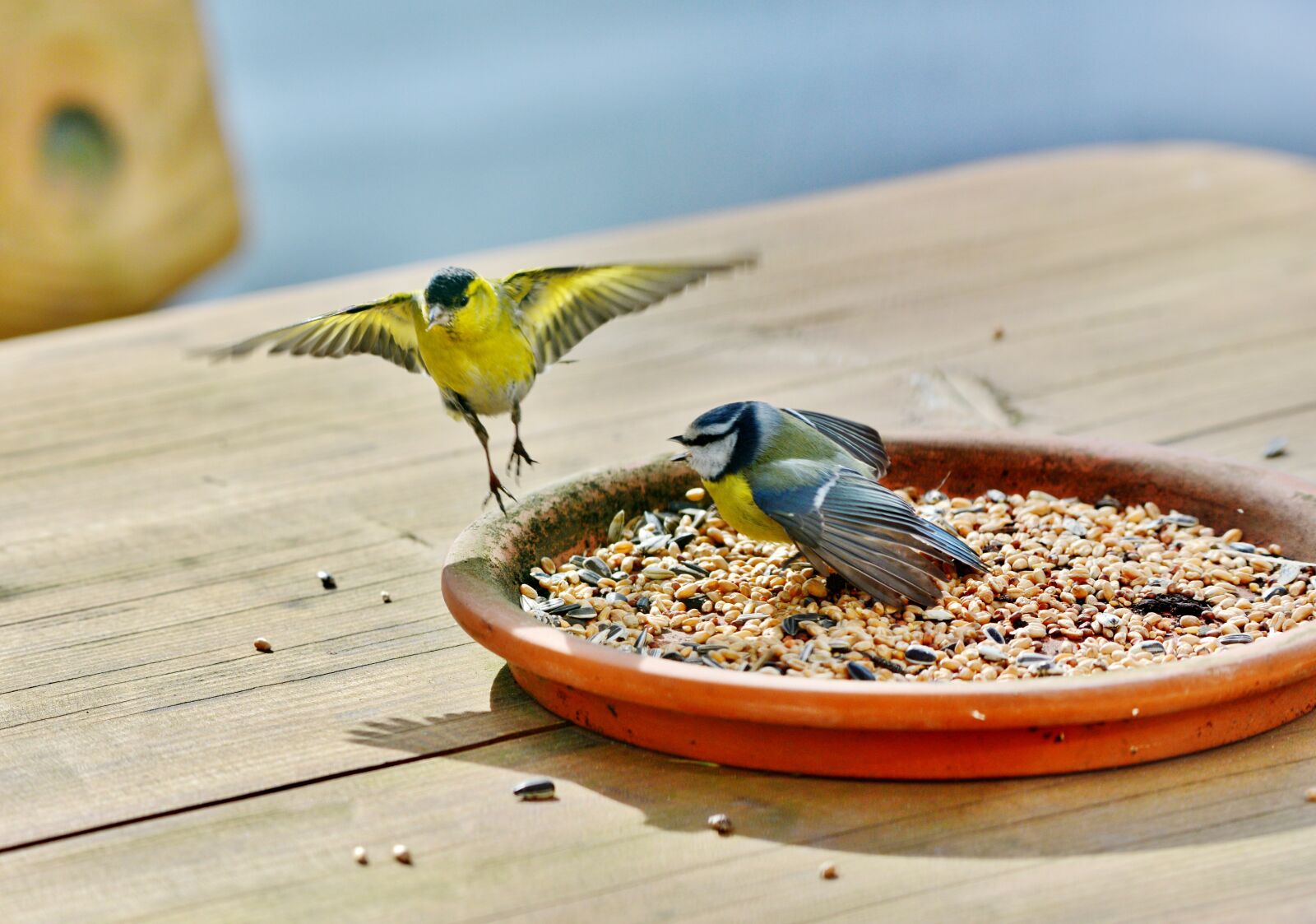 Nikon D600 sample photo. Birds, bird food, seed photography