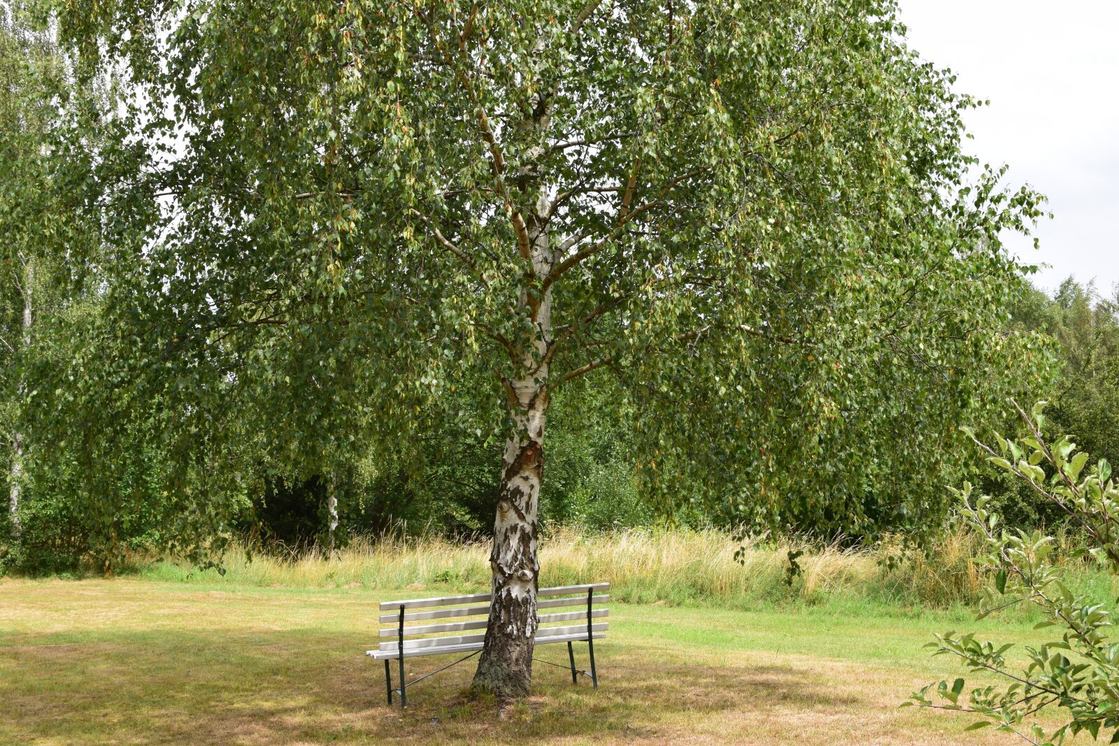 Nikon D5300 sample photo. Park, birch, bank photography