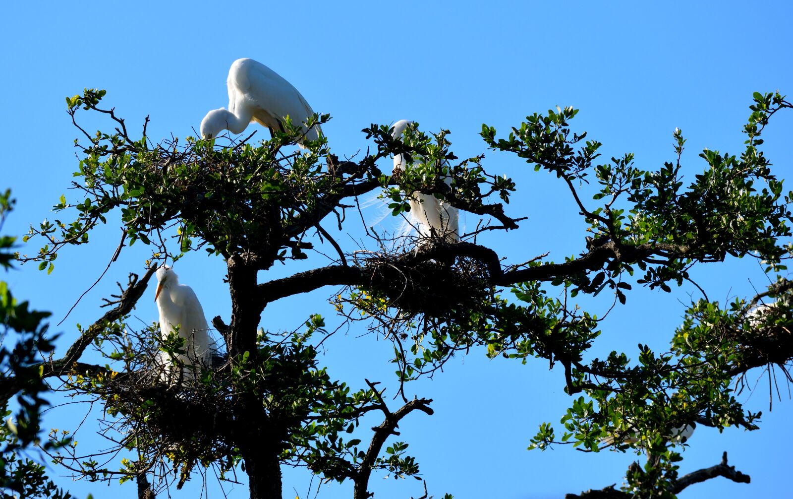Nikon D3300 sample photo. Tree, nature, sky photography