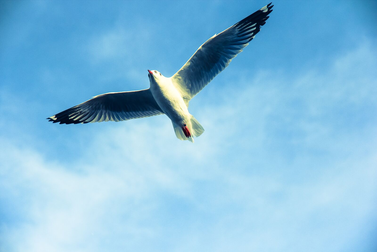 Canon EOS 60D sample photo. Bird birds, freedom, flying photography