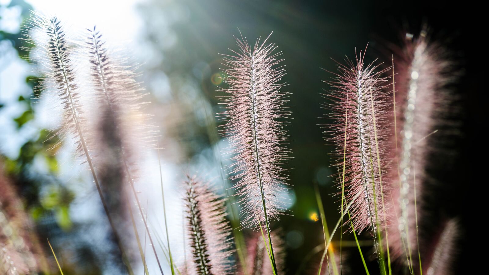 Nikon D7000 sample photo. Nature, flora, closeup photography